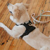 Dexypaws No Pull Dog Harness in Black - Size M